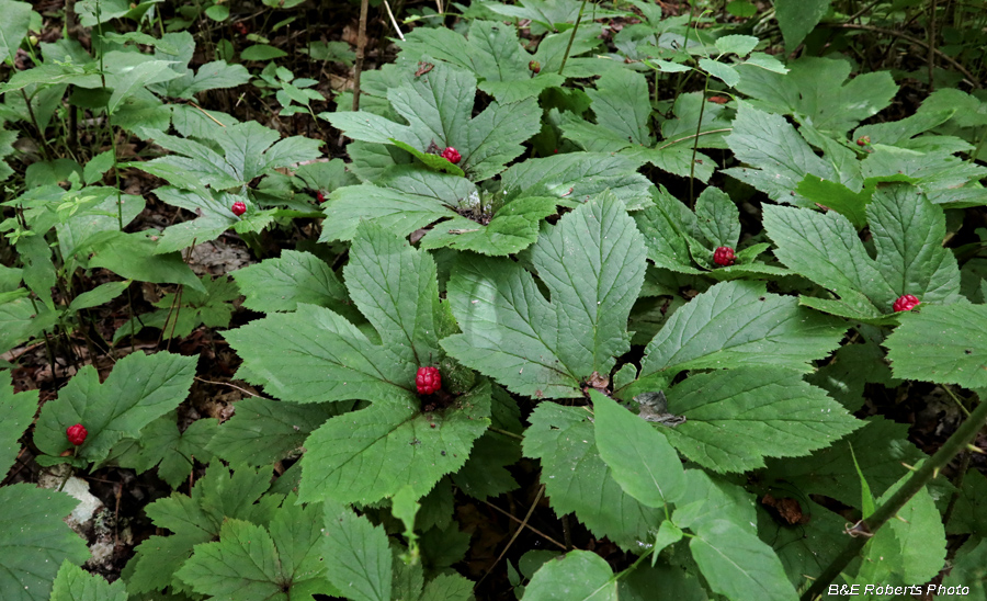 Goldenseal