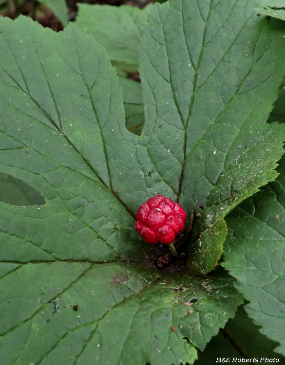 Goldenseal