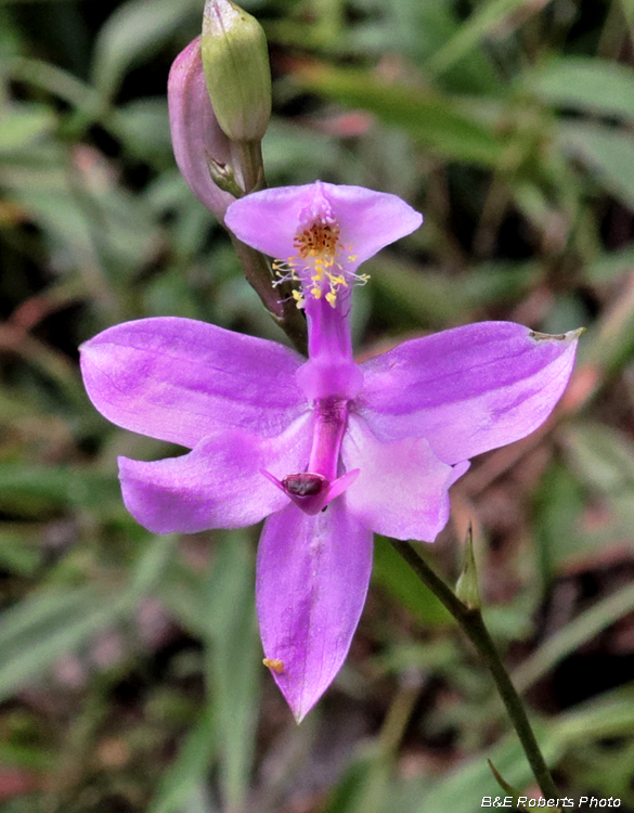 Calopogon