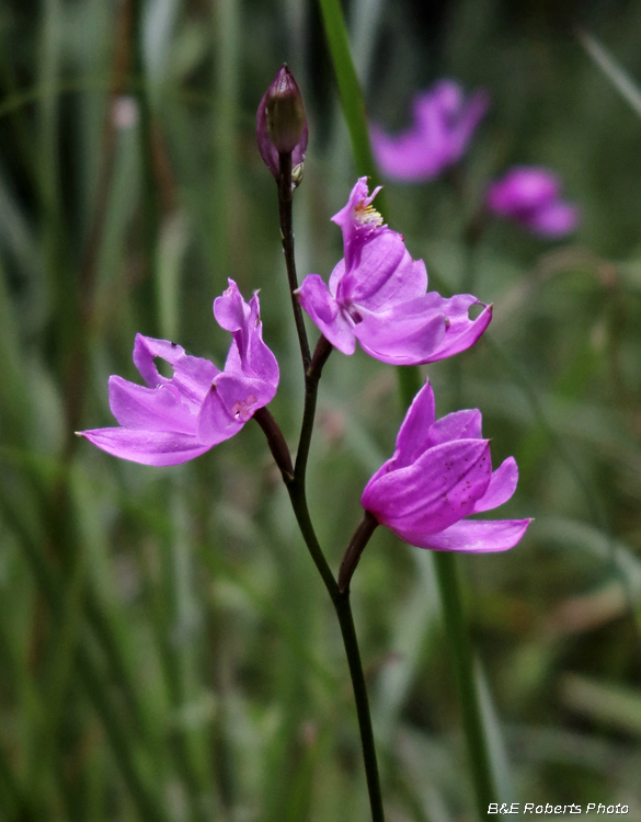 Calopogons