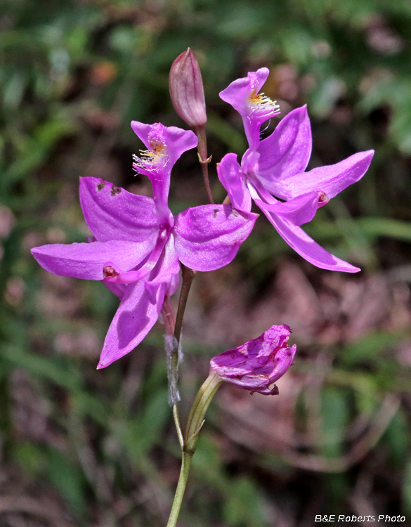 Calopogon