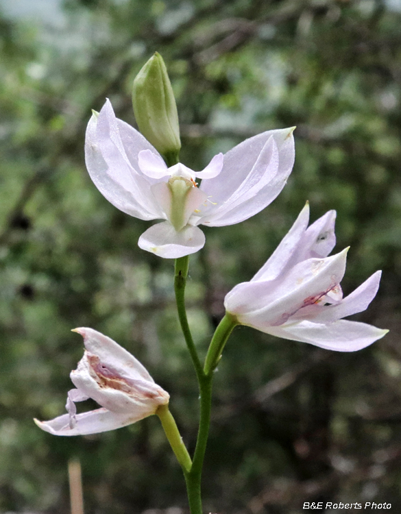 Calopogon