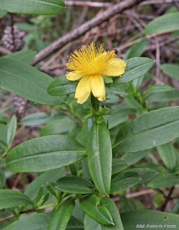 St_Johns_Wort