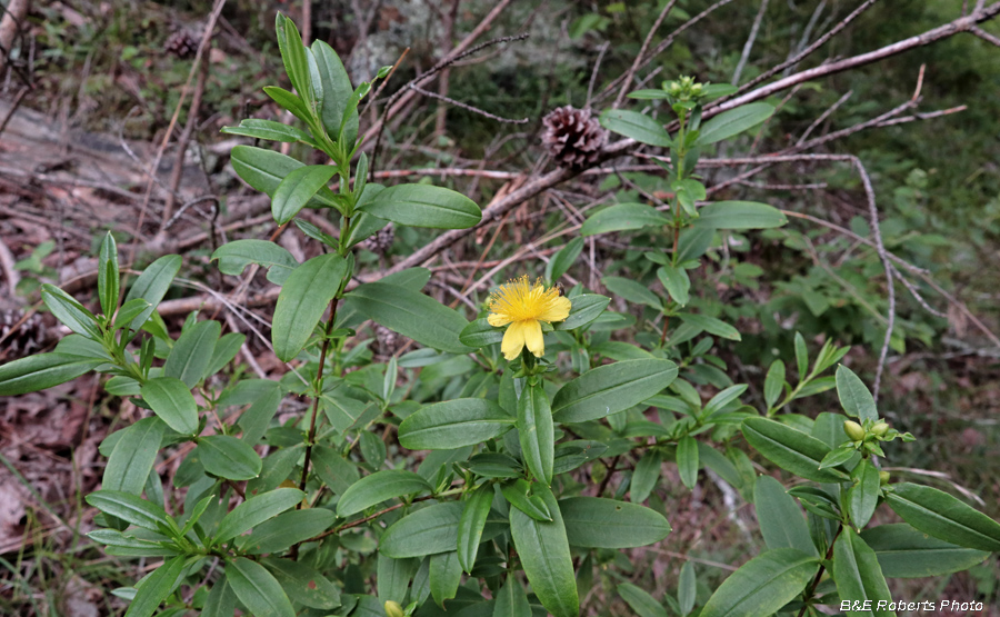 St_Johns_Wort