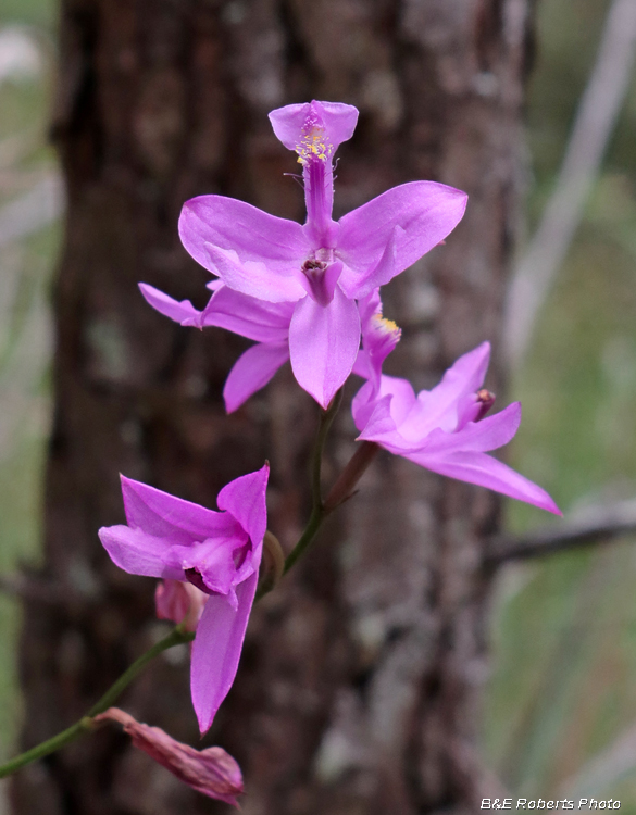 Calopogon