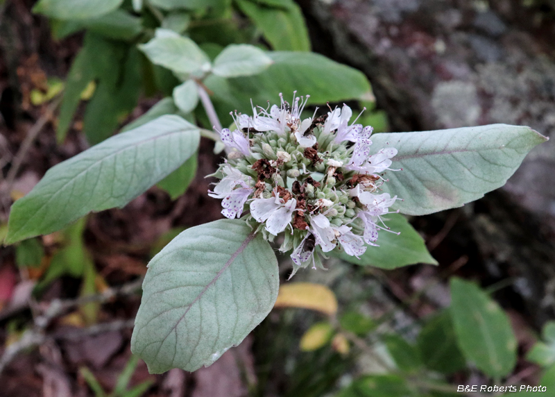 Pycnanthemum_curvipes