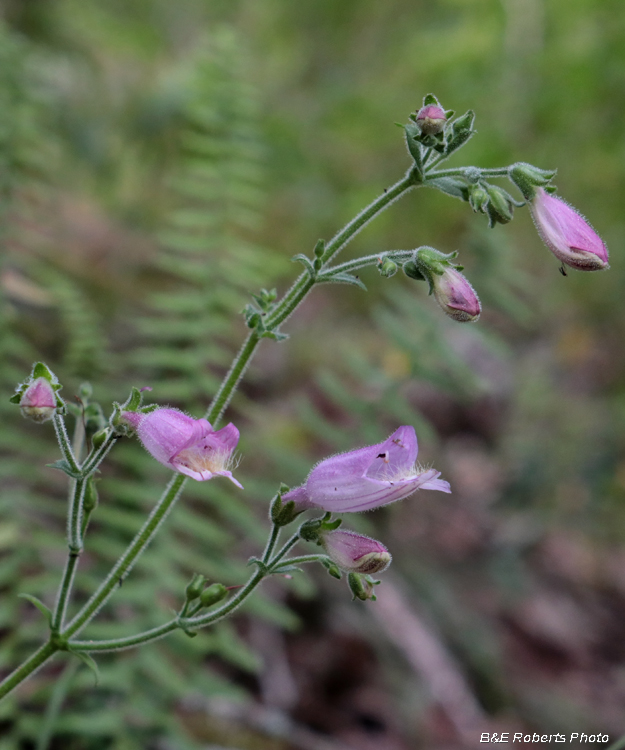 Penstemon_smallii