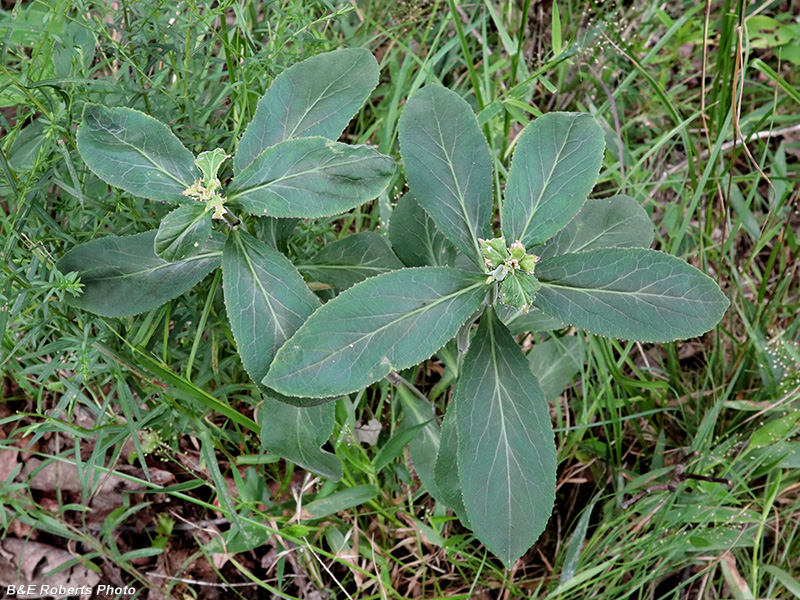 Lobelia