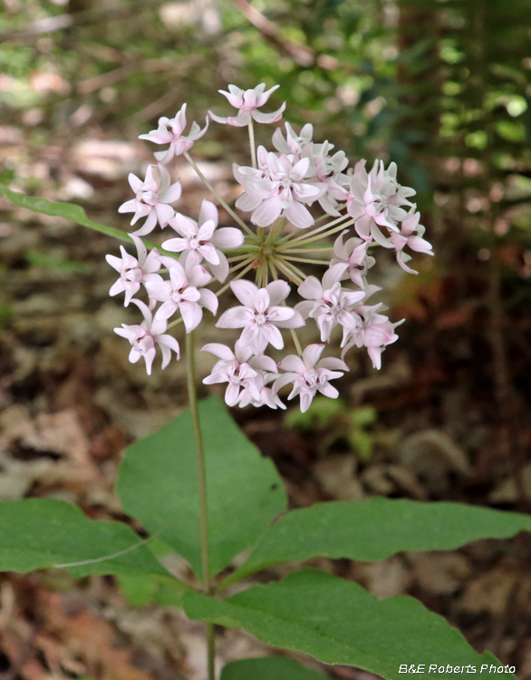 Four-leaf_milkweed