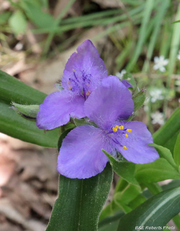 Spiderwort