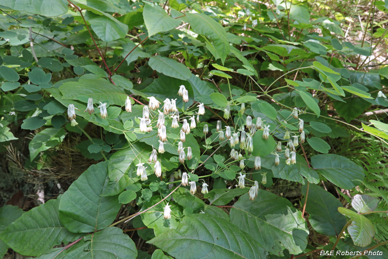 Thalictrum