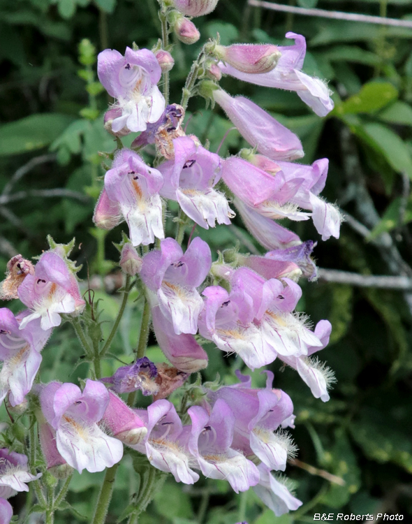 BeardTongue