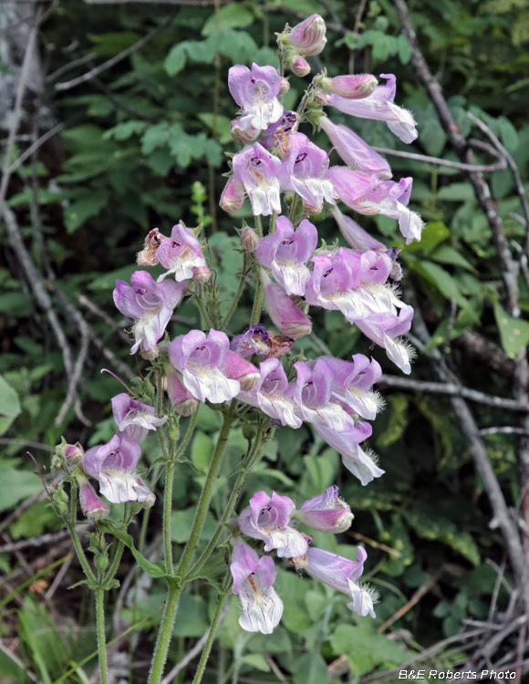 BeardTongue