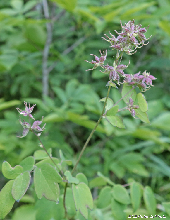 Thalictrum