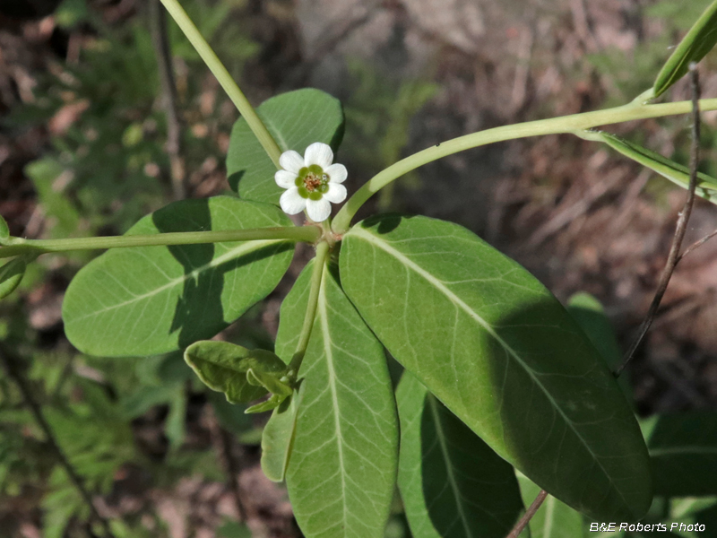 Euphorbia