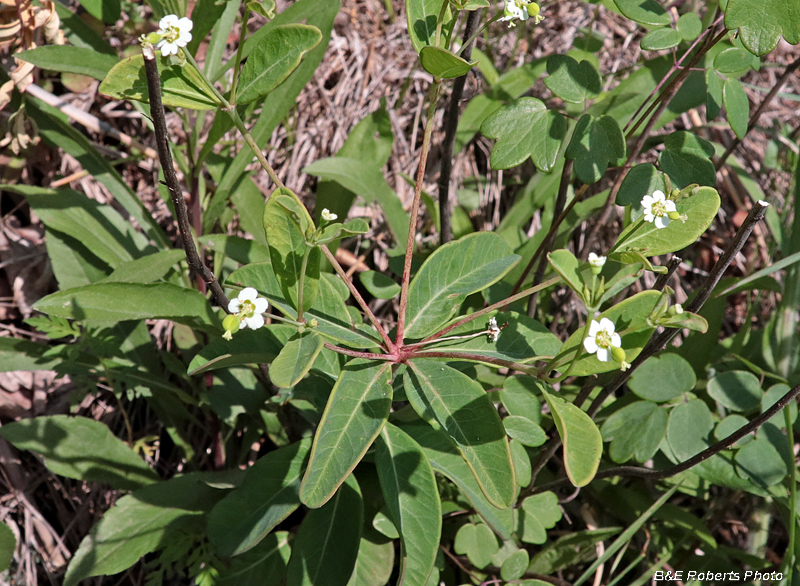 Euphorbia