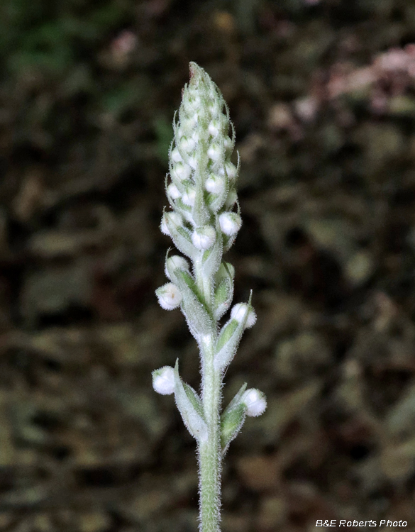 Rattlesnake_Plantain