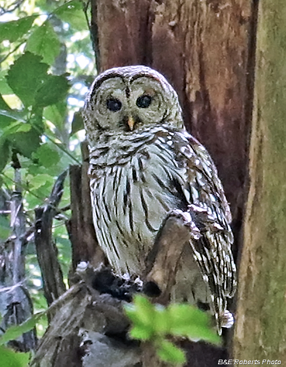 Barred_Owl