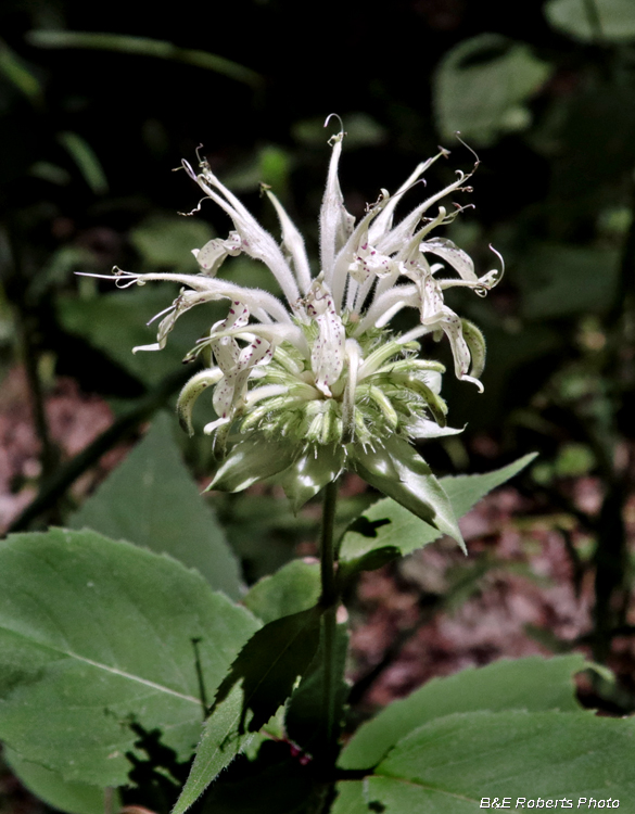 Monarda