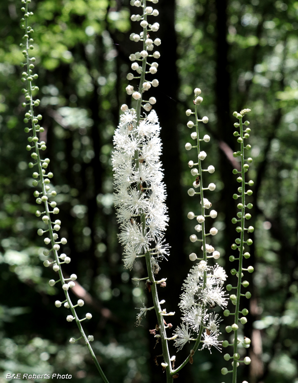 Black_Cohosh