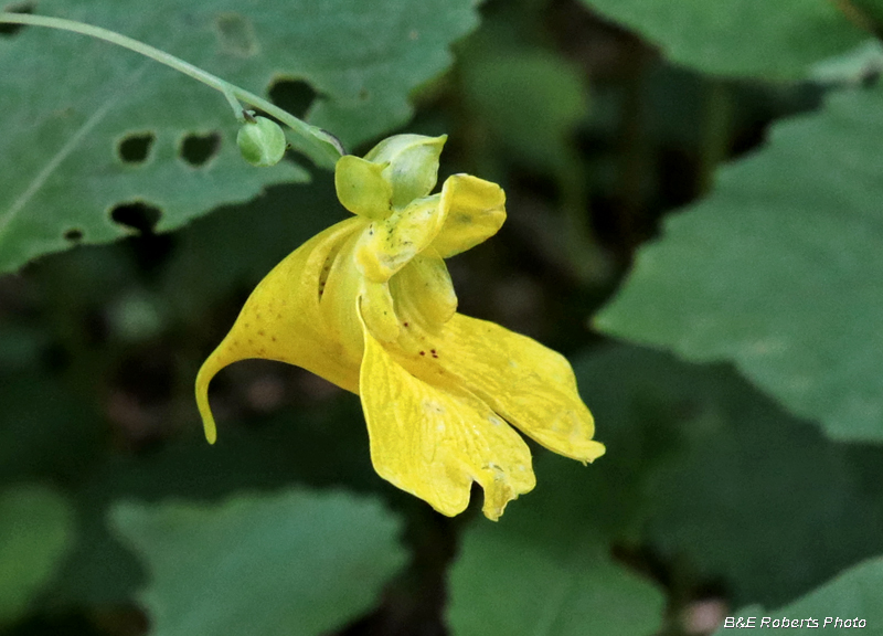 Jewelweed