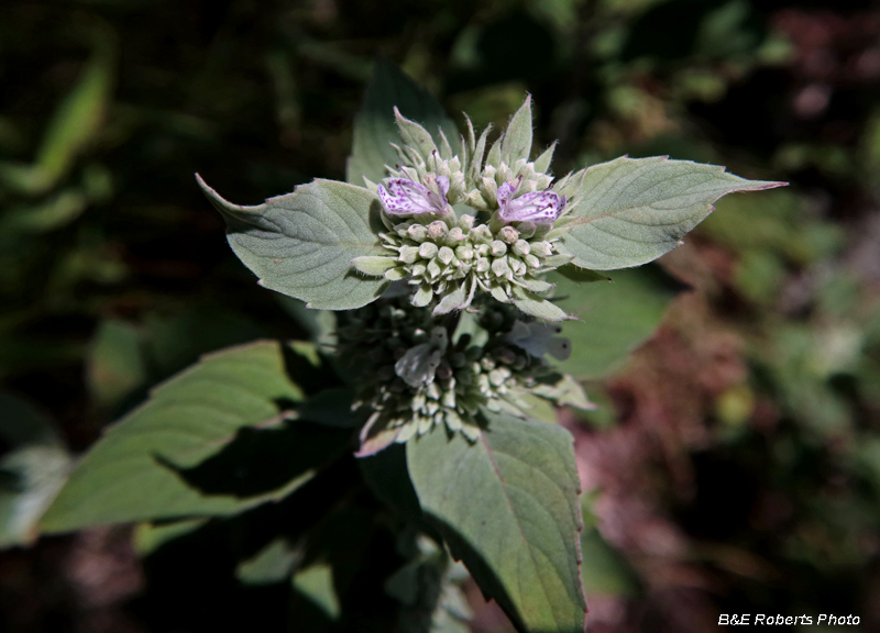 MountainMint