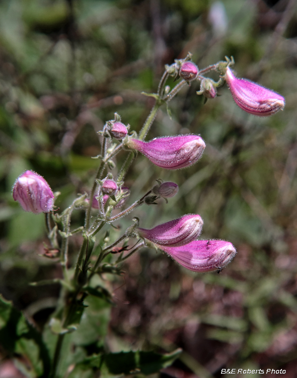 Penstemon_smallii