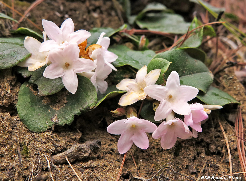 Trailing_Arbutus