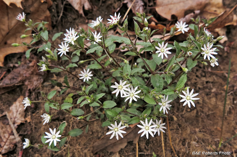 Chickweed