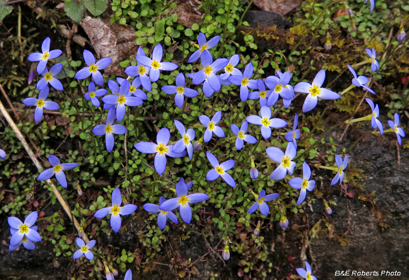 Bluets