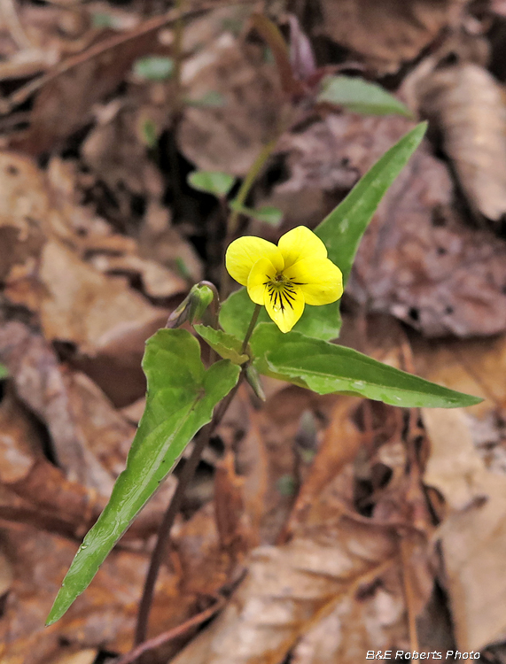 Narrow-leafed_Violet