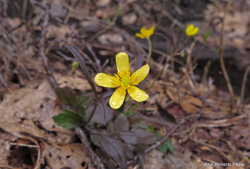 Buttercup