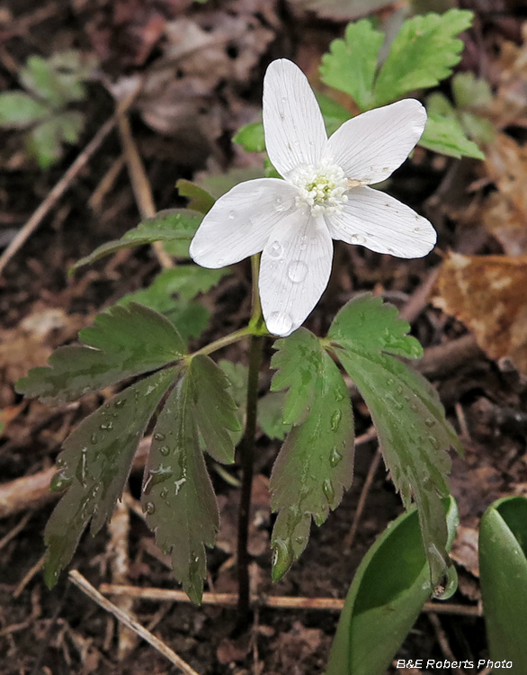 Wood_Anemone