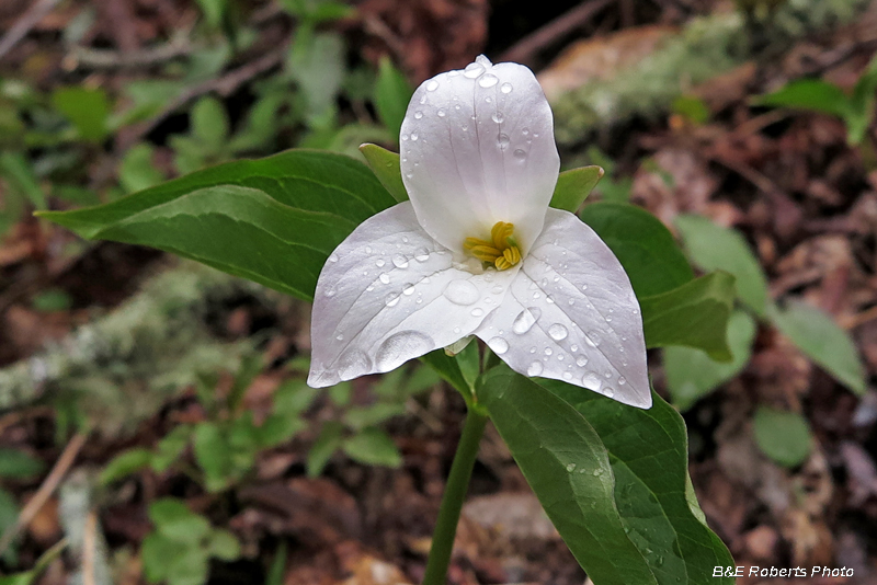 Trillium_grandiflorum