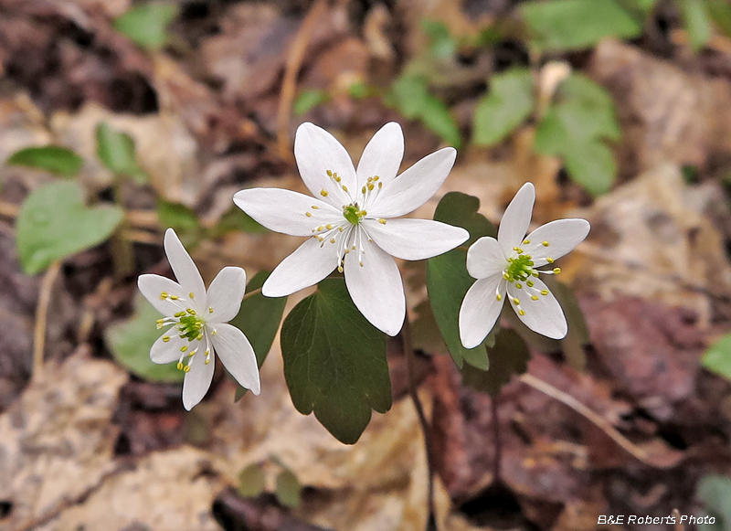 Rue_Anemone