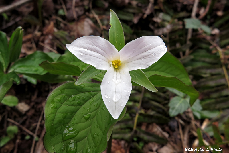 Trillium_grandiflorum