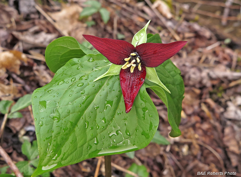 Trillium_erectum