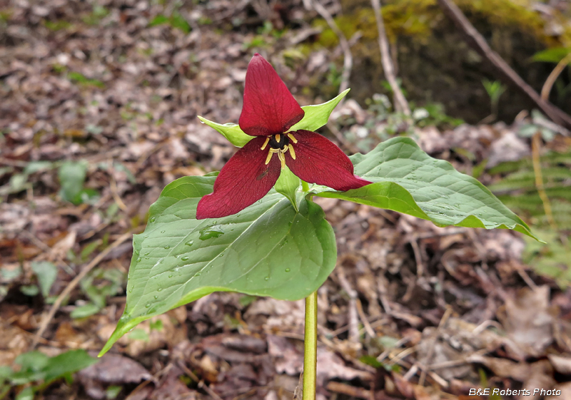 Trillium_erectum