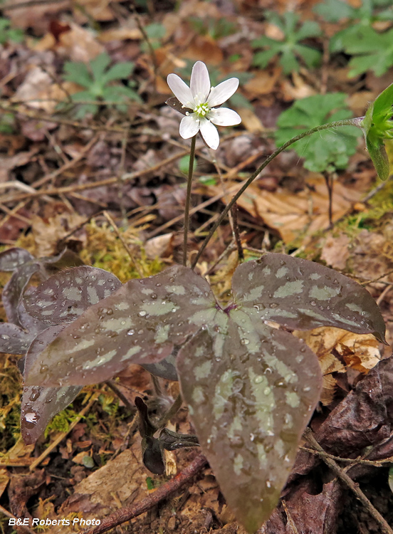 Hepatica