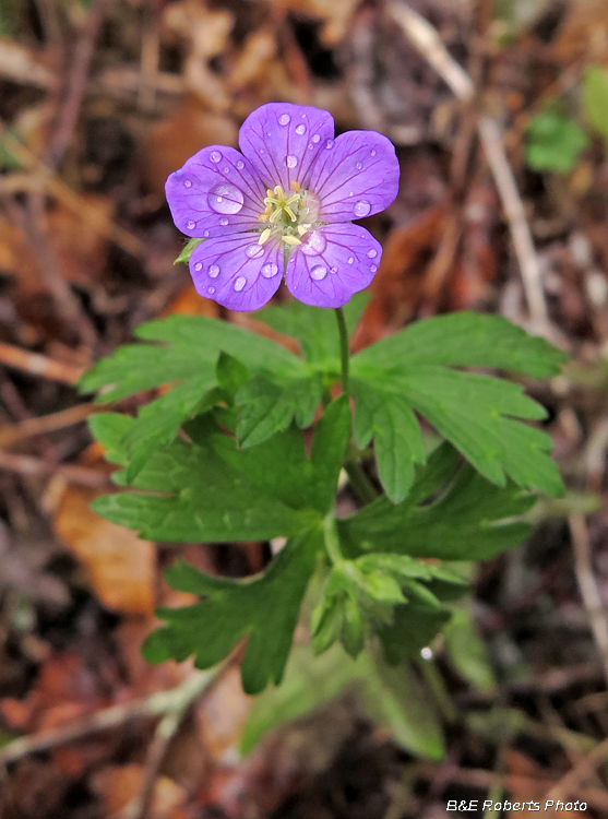 Wild_Geranium