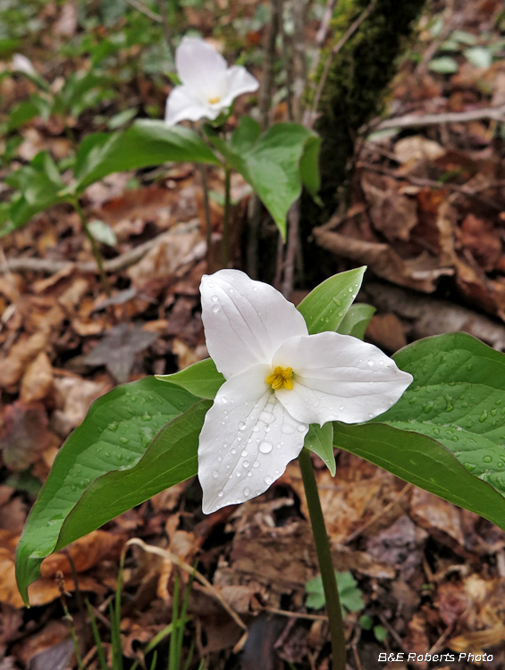 Trillium_grandiflorum