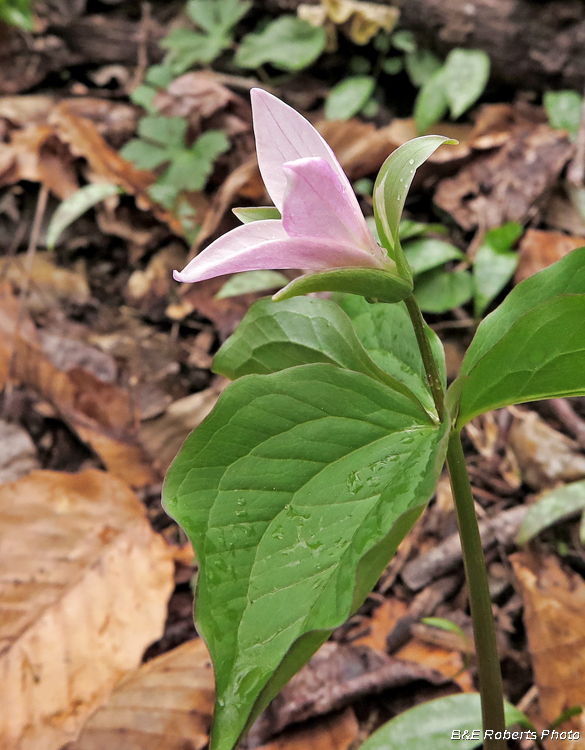 Trillium_grandiflorum