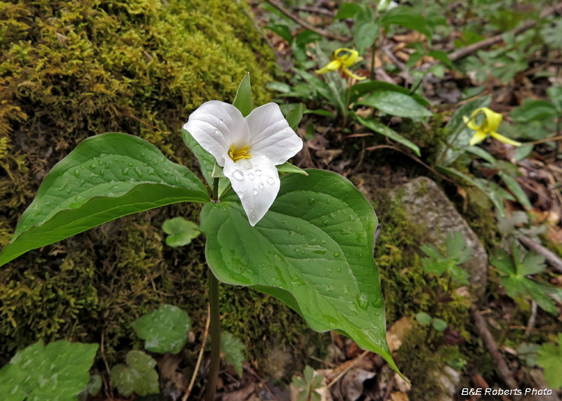 Trillium_grandiflorum