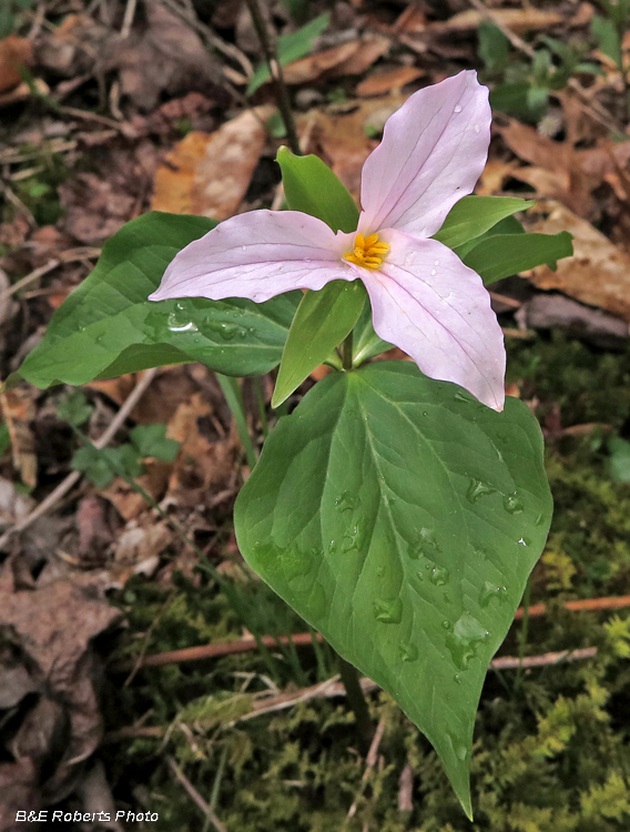 Trillium_grandiflorum