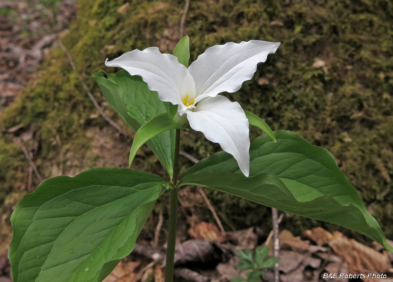 Trillium_grandiflorum