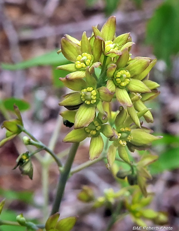 Blue_Cohosh