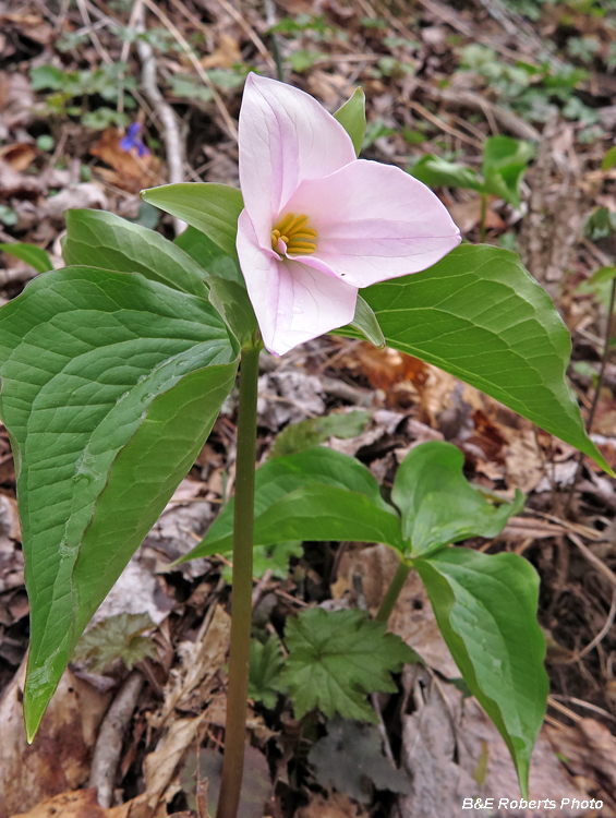 Trillium_grandiflorum