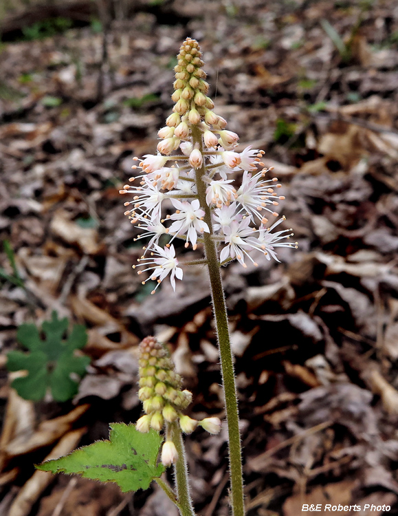 Foamflower