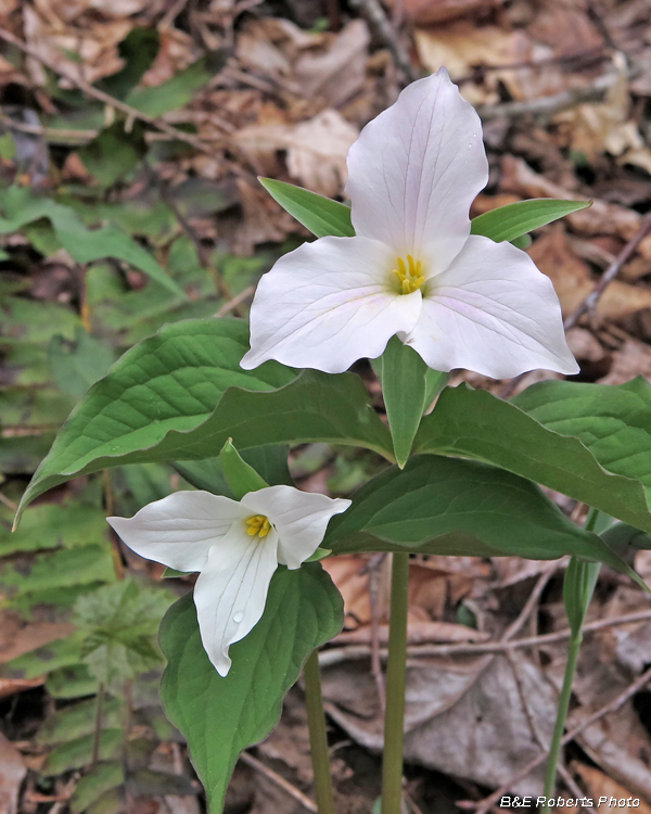 Trillium_grandiflorum