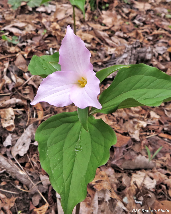 Trillium_grandiflorum